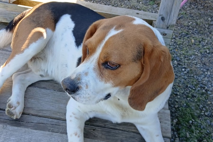 Vermisstmeldung Hund  Männliche , 7 jahre Betchat Frankreich