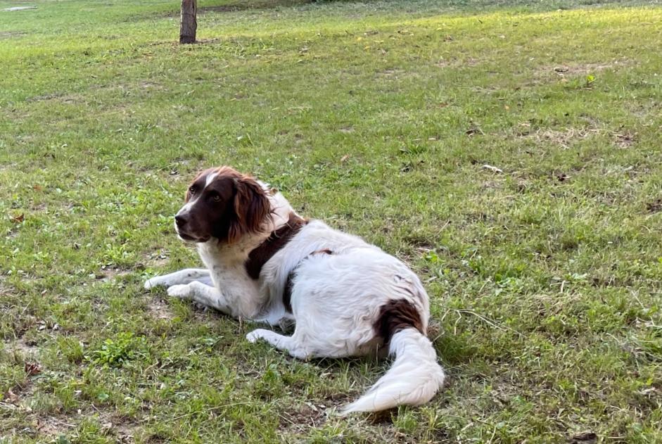 Vermisstmeldung Hund  Männliche , 8 jahre Avilly-Saint-Léonard Frankreich