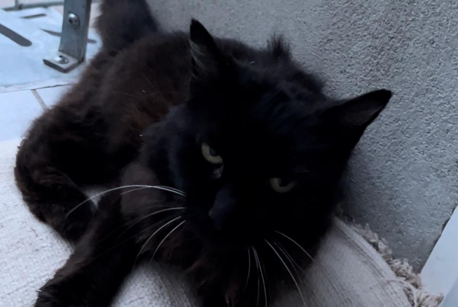 Fundmeldung Katze Unbekannt Varilhes Frankreich