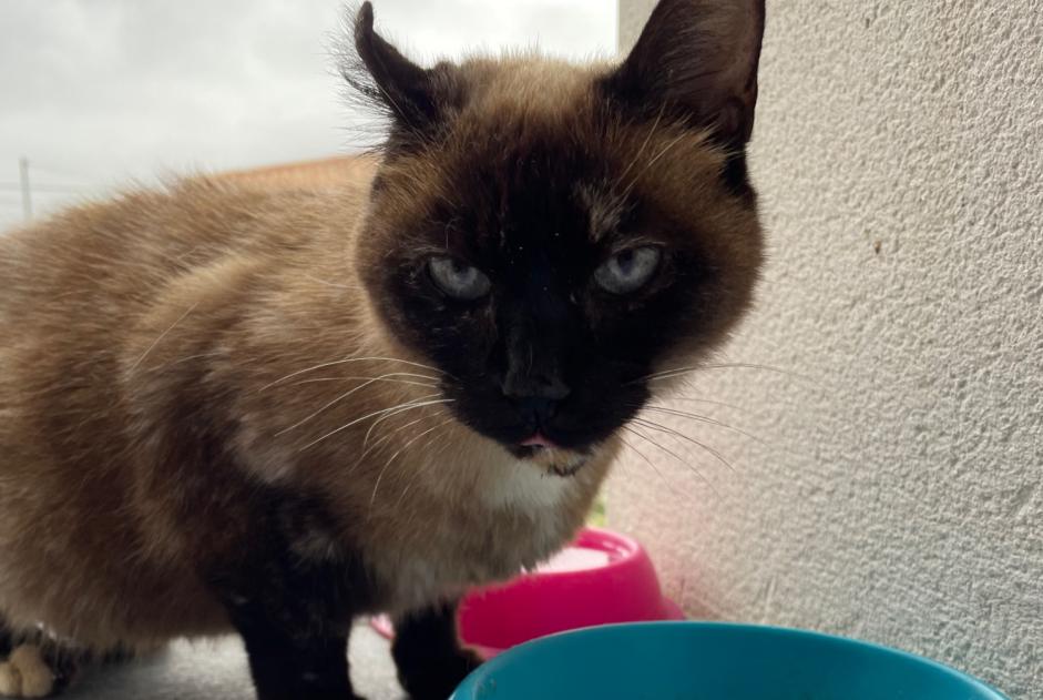 Fundmeldung Katze  Weiblich Les Pujols Frankreich