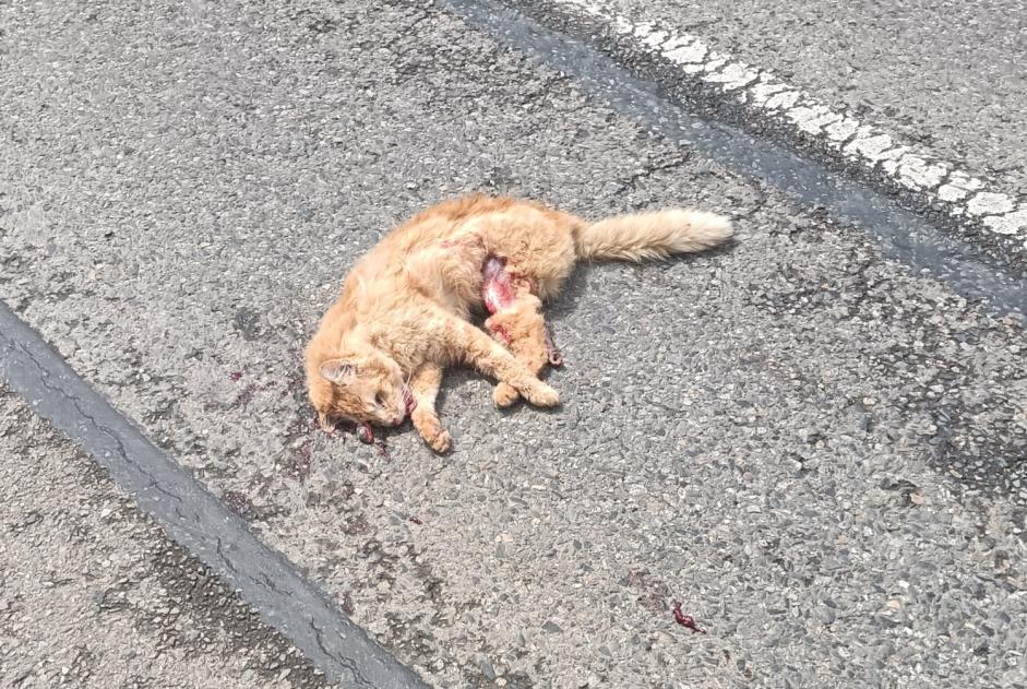 Fundmeldung Katze Unbekannt Moulis Frankreich Fundmeldung Katze Unbekannt Moulis Frankreich
