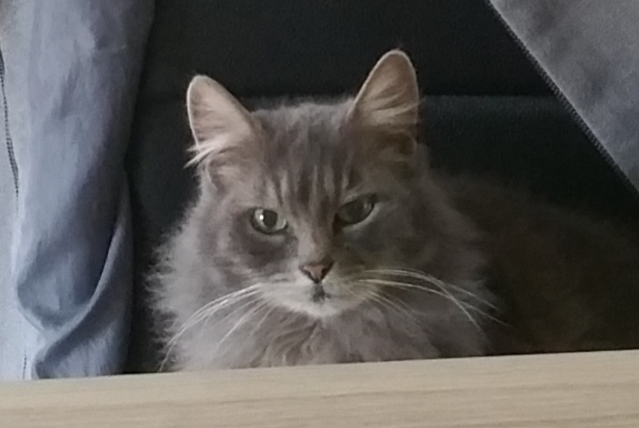 Vermisstmeldung Katze Weiblich , 8 jahre L'Herm Frankreich Vermisstmeldung Katze Weiblich , 8 jahre L'Herm Frankreich