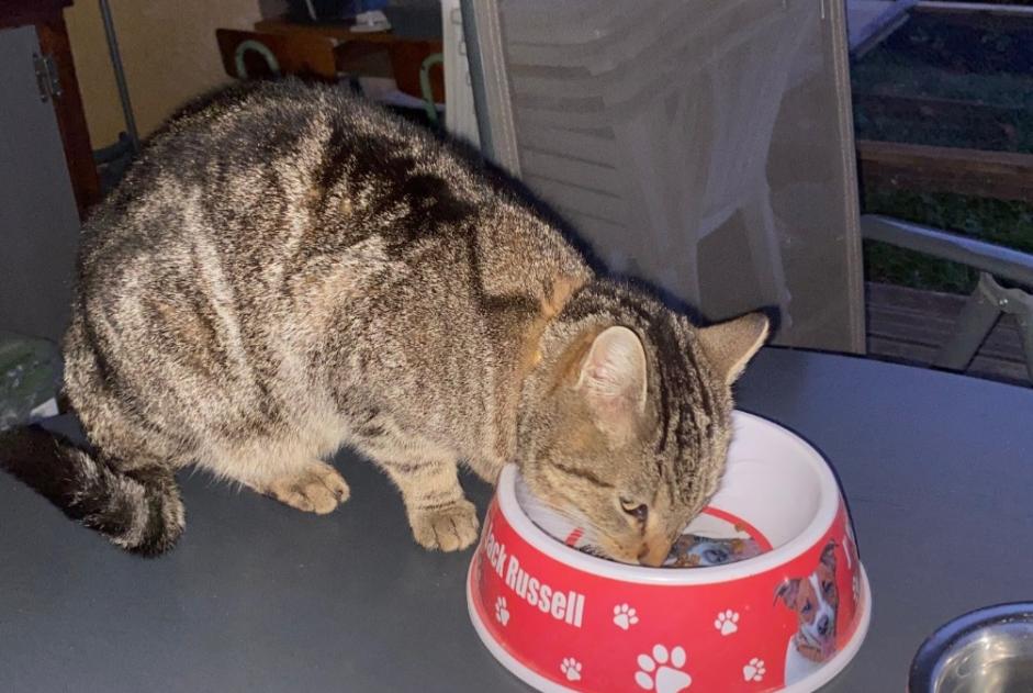 Discovery alert Cat miscegenation Unknown Bestiac France