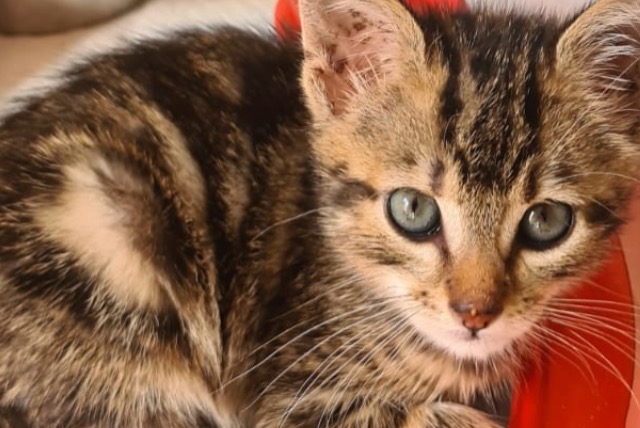 Discovery alert Cat miscegenation Female Pamiers France