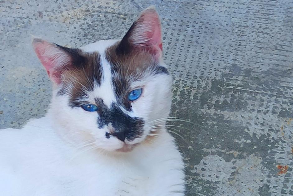 Discovery alert Cat Male Tarascon-sur-Ariège France