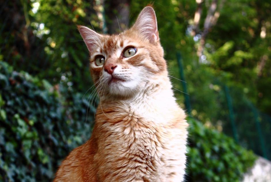 Disappearance alert Cat Male , 8 years Le Mas-d'Azil France
