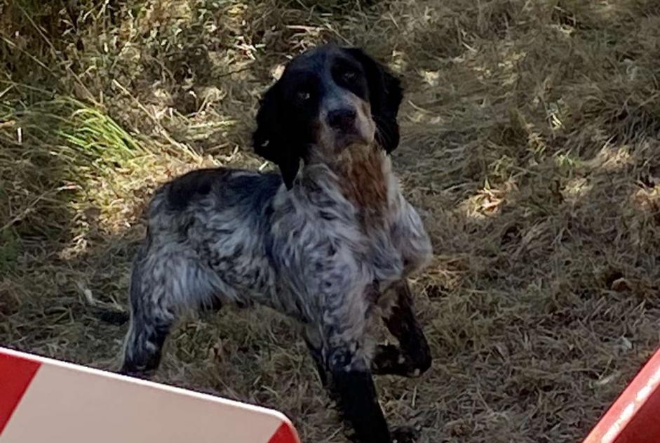 Discovery alert Dog  Male Saverdun France