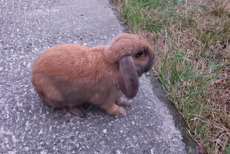 Discovery alert Rabbit Unknown Foix France