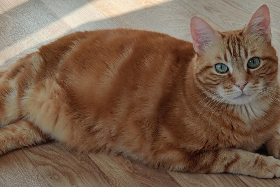 Alerta de Desaparición Gato Macho , 10 años Arignac Francia
