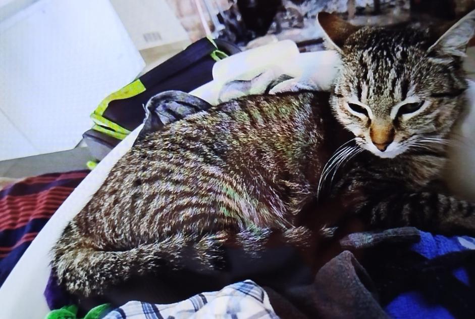 Alerta de Desaparición Gato  Hembra , 1 años Saint-Jean-du-Falga Francia