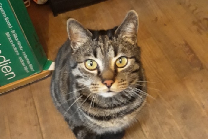 Alerte Disparition Chat croisement Mâle , 9 ans Saint-Jean-du-Falga France Alerte Disparition Chat croisement Mâle , 9 ans Saint-Jean-du-Falga France