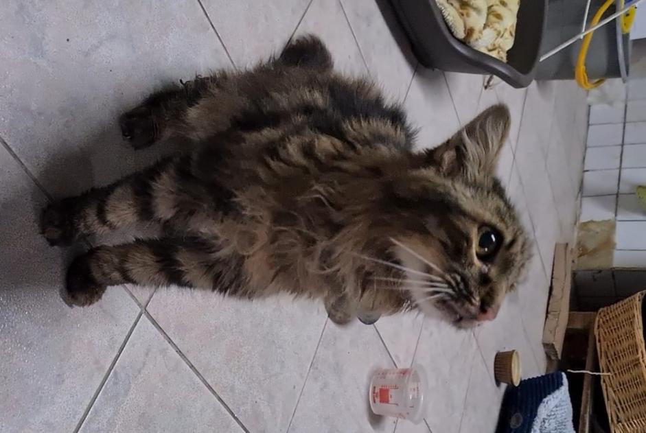 Alerte Découverte Chat Mâle Crampagna France
