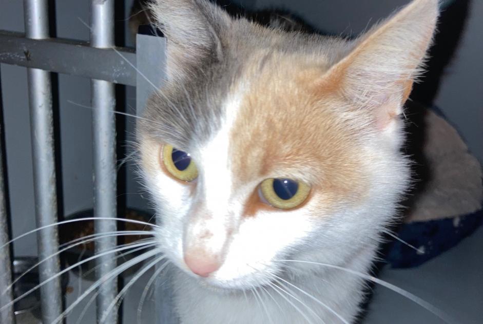 Alerte Découverte Chat Femelle Montégut-Plantaurel France