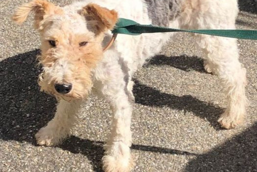 Alerte Découverte Chien  Femelle Moulin-Neuf France