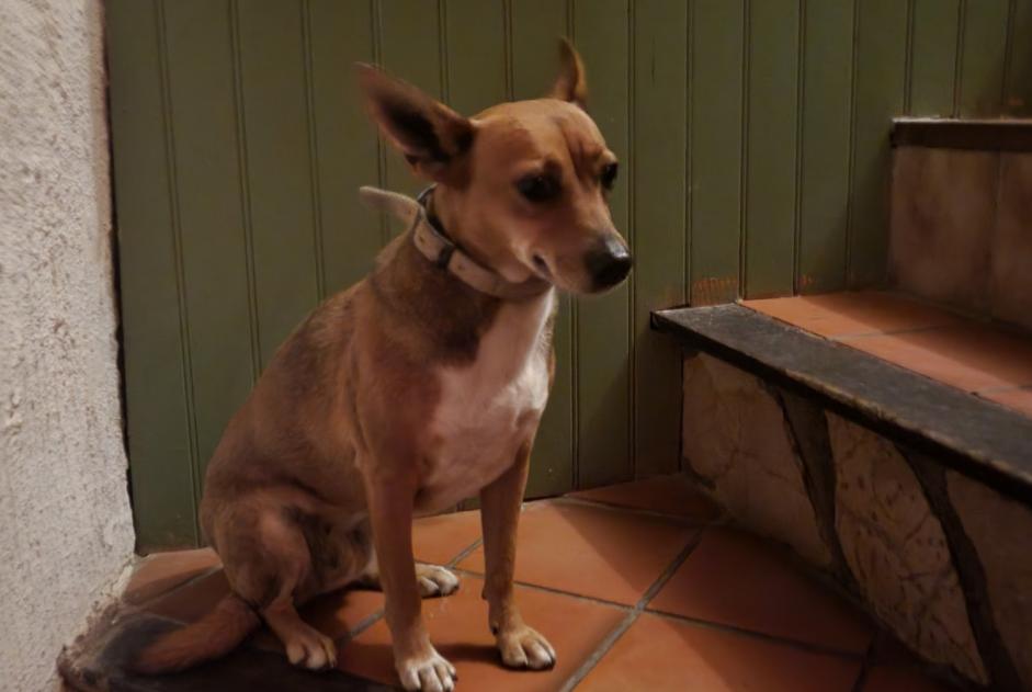 Alerte Découverte Chien Mâle Mirepoix France