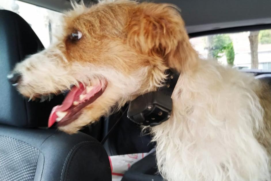 Alerte Découverte Chien Femelle Alzen France Alerte Découverte Chien Femelle Alzen France