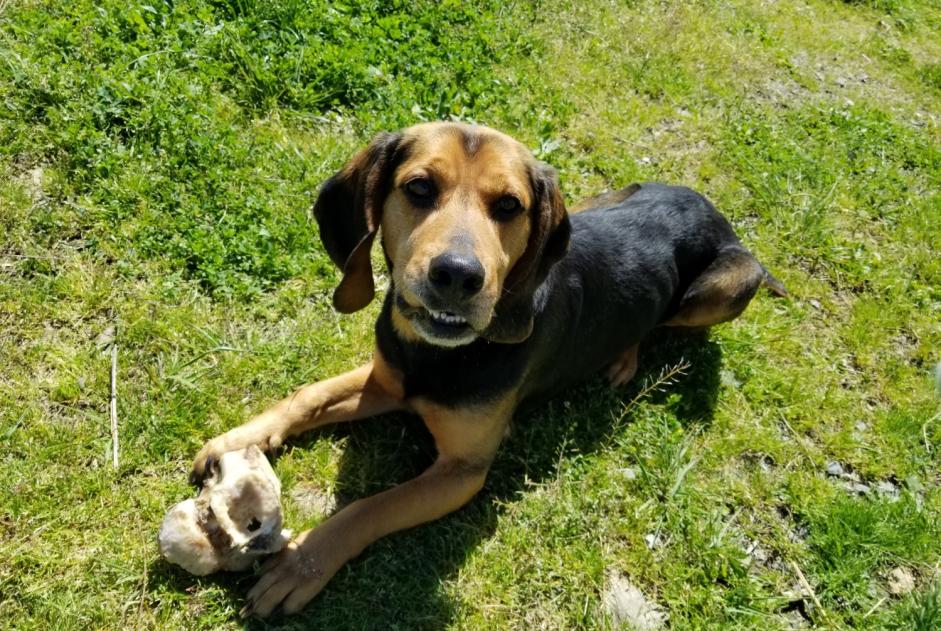 Alerte Découverte Chien Mâle Fornex France Alerte Découverte Chien Mâle Fornex France