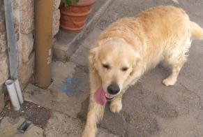 Ontdekkingsalarm Hond  Onbekend , 6 jaar Rimont Frankrijk