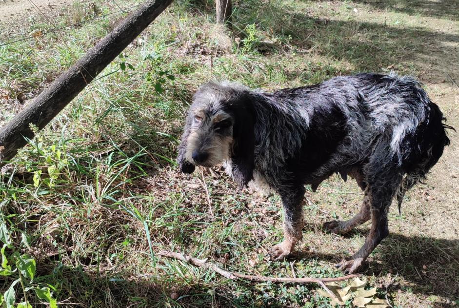 Alerta descoberta Cão Fêmea Montjoie-en-Couserans France